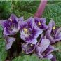 The Mandrake Mandragora Officinarum Mandrake Root 20 Seeds