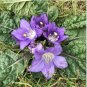 The Mandrake Mandragora Officinarum Mandrake Root 20 Seeds