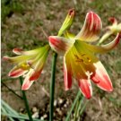 Real Amaryllis Flowers Not Bulbs 200 Seeds