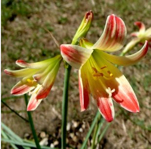Real Amaryllis Flowers Not Bulbs 200 Seeds