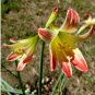 Real Amaryllis Flowers Not Bulbs 200 Seeds