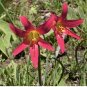 Real Amaryllis Flowers Not Bulbs 200 Seeds