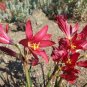 Real Amaryllis Flowers Not Bulbs 200 Seeds