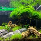 Rare Aquarium Planter Java Moss Grass Bonsai Raros Gifts Plants 2000 Seeds