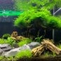 Rare Aquarium Planter Java Moss Grass Bonsai Raros Gifts Plants 2000 Seeds