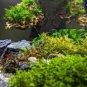Rare Aquarium Planter Java Moss Grass Bonsai Raros Gifts Plants 2000 Seeds