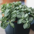Rare Plants Fittonia Verschaffeltii Bonsai Mini 200 Seeds