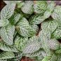 Rare Plants Fittonia Verschaffeltii Bonsai Mini 200 Seeds