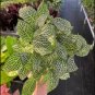 Rare Plants Fittonia Verschaffeltii Bonsai Mini 200 Seeds