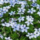 Blue Star Creeper Isotoma Fluviatilis 100 Seeds