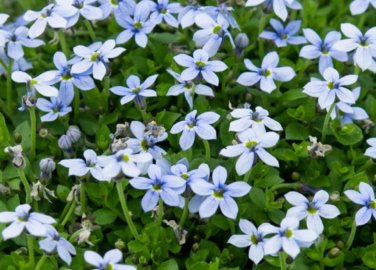 Blue Star Creeper Isotoma Fluviatilis 100 Seeds