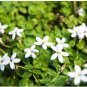 Blue Star Creeper Isotoma Fluviatilis 100 Seeds