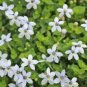 Blue Star Creeper Isotoma Fluviatilis 100 Seeds