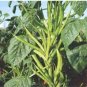 Cluster Bean 100 Seeds