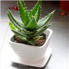 Green Aloe Vera Plants Edible Beauty Edible Cosmetic Vegetables and Fruit 100 Seeds