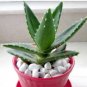 Green Aloe Vera Plants Edible Beauty Edible Cosmetic Vegetables and Fruit 100 Seeds