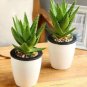Green Aloe Vera Plants Edible Beauty Edible Cosmetic Vegetables and Fruit 100 Seeds