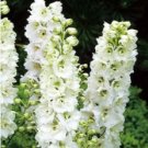 Bonsai Delphinium Seedling Muti-Color Delphinium Consolida Organic 200 Seeds