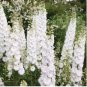 Bonsai Delphinium Seedling Muti-Color Delphinium Consolida Organic 200 Seeds