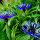 Bee Balm Rare Perennial Blue Flower Easy to Seasons 400 Seeds