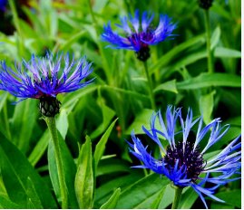 Bee Balm Rare Perennial Blue Flower Easy to Seasons 400 Seeds