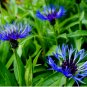 Bee Balm Rare Perennial Blue Flower Easy to Seasons 400 Seeds