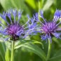 Bee Balm Rare Perennial Blue Flower Easy to Seasons 400 Seeds