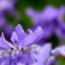 colorful iris bonsai flowers heirloom malan tectorum perennial plant 200 Seeds