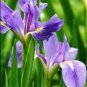 colorful iris bonsai flowers heirloom malan tectorum perennial plant 200 Seeds