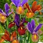 colorful iris bonsai flowers heirloom malan tectorum perennial plant 200 Seeds