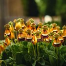 Calceolaria Uniflora Flower 60 Seeds