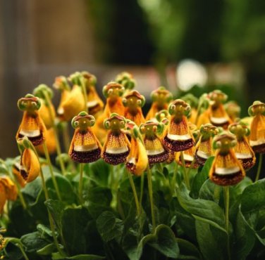 Calceolaria Uniflora Flower 60 Seeds