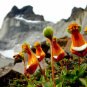 Calceolaria Uniflora Flower 60 Seeds