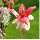 Purple Double Petals Fuchsia Clerodendrum Thomsonae Balf Bonsai Potted 200 Seeds