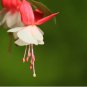 Purple Double Petals Fuchsia Clerodendrum Thomsonae Balf Bonsai Potted 200 Seeds