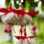 Purple Double Petals Fuchsia Clerodendrum Thomsonae Balf Bonsai Potted 200 Seeds