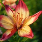 Dark Yellow Purple Lily Flower Garden Plant Mixing Colors 2 Seeds