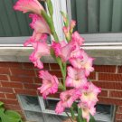 Bonsai Cut Gladiolus Flowers 200 Seeds