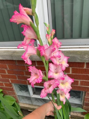 Bonsai Cut Gladiolus Flowers 200 Seeds