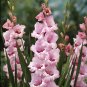 Bonsai Cut Gladiolus Flowers 200 Seeds