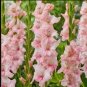 Bonsai Cut Gladiolus Flowers 200 Seeds