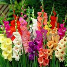 Bonsai Cut Gladiolus Flowers for Garden 200 Seeds