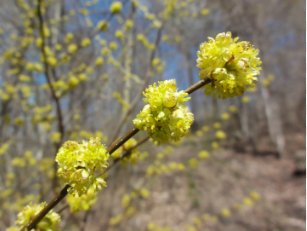 Spicebush Lindera benzoin 20 Seeds