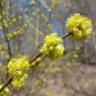 Spicebush Lindera benzoin 20 Seeds
