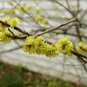 Spicebush Lindera benzoin 20 Seeds