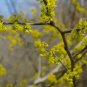 Spicebush Lindera benzoin 20 Seeds