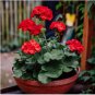 Rare Climbing Geranium Pelargonium Peltatum Tree 200 Seeds