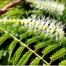 Mimosa tenuiflora 400 Seeds