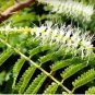 Mimosa tenuiflora 400 Seeds