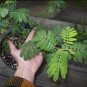 Mimosa tenuiflora 400 Seeds